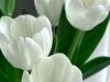 999+ Hình nền hoa tulip trắng tinh khôi khiến bạn thích mê