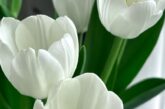 999+ Hình nền hoa tulip trắng tinh khôi khiến bạn thích mê