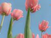 Top 335+ hình nền hoa Tulip chill chất lượng full hd+