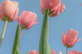 Top 335+ hình nền hoa Tulip chill chất lượng full hd+